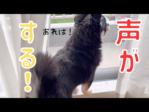 心ざわつく時間です　ブラックタンチワワの麦#チワワ #chihuahuas#dog