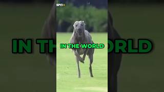 This Dog Can Outrun a Cheetah! #animals #fact #greyhound #cheetah