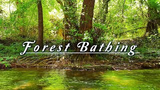 FOREST BATHING 🌳Peaceful River Flowing Sound & Birds Singing on a Spring Morning 🌿 Healing Nature