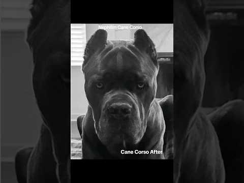 Past Cane Corso Litter #canecorso #italianmastiff #canecorsopuppies #canecorsolovers #largebreed