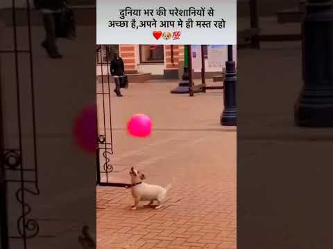 #happiness #views #youtubeshorts #shorts #shortsvideo #viralshorts #doghappiness #dogshorts #ballon