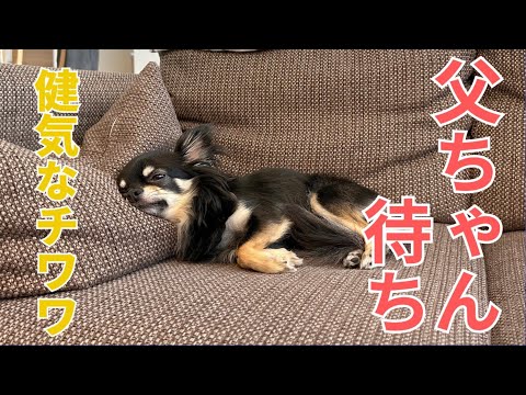 【健気に父ちゃんを待つストーカーチワワ🐶】やらせなしのリアルでこれです