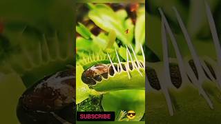 Snail wins against Venus | #educationalshorts #flytrap#shortvideos #timeslapse #plants #viralshort