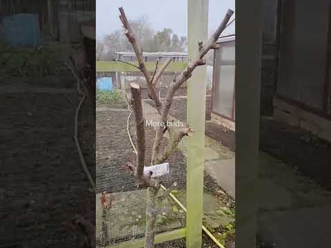 There were a few more buds on the fruit trees