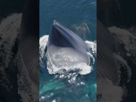 A real-life leviathan rising for a feast! #whale #viral