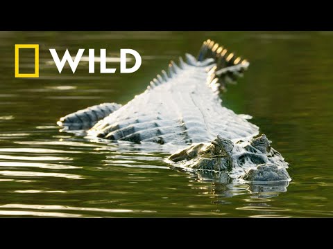 Jaguar Vs Caiman | Wildest Explorers | National Geographic WILD UK