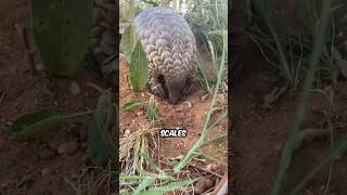 Pangolin | World’s Most Trafficked Animal