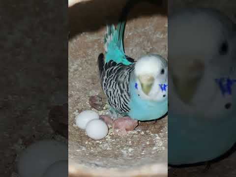 Budgie bird egg hatching Chicks Growth Day 5 #Viral #Shorts