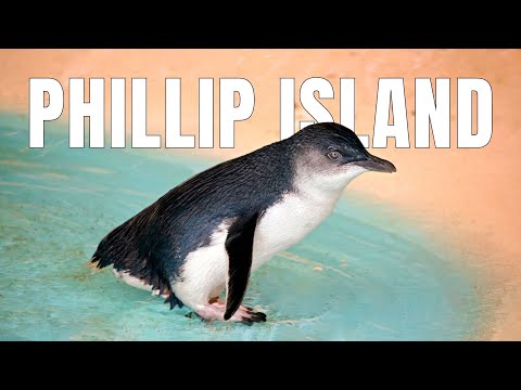 BEST Guide to the Phillip Island Penguins Australia