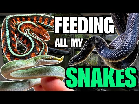 FEEDING ALL MY SNAKES! Rhinoceros Ratsnakes, King Snakes and more!