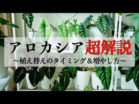 【アロカシア】植え替えのタイミングと増やし方を解説｜ハイドロボール2層式育成｜水耕栽培