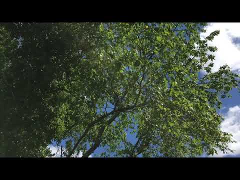 Beautiful Planet - Summer 2018 cicada