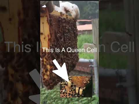 Capped Queen Cells In Beehive