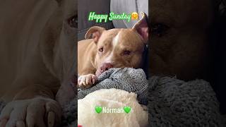 Sweet Boy💚. #dogshorts #sweetdogs #rescueddogs #cutedogsdaily #fyp #pitbullsarelove #fypviral