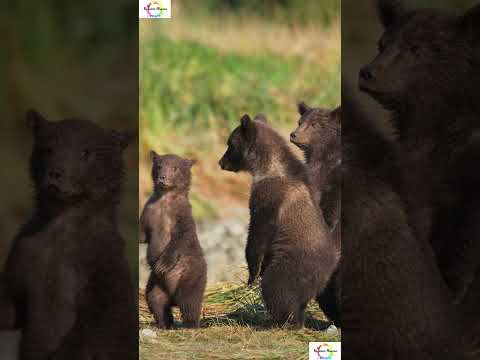 Weird facts about Hibernating bears and cubs #shorts #shortsfeed  #facts #weirdanimals