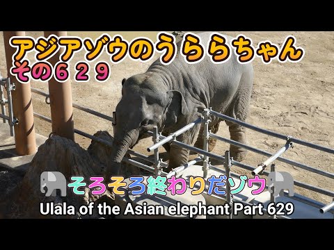 アジアゾウのうららちゃん（６２９）🐘そろそろ終わりだゾウ🐘（東山動植物園）Ulala of the Asian elephant Part 629