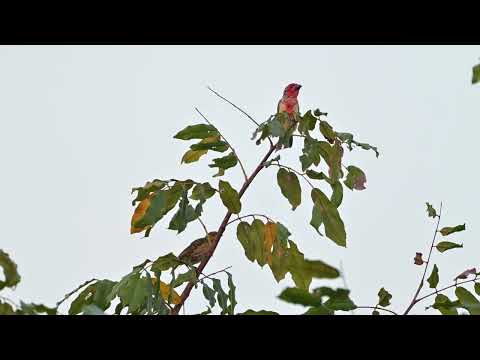 Vieillot's Barbet (Lybius vieilloti) - AbCa's Creek Lodge to Killy (Gambia) 26-11-2024