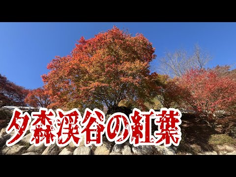 【紅葉】夕森渓谷の紅葉&パワースポットの竜神の滝