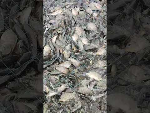 Cute fish #shorts #sort #fish #fishing #ytshorts #viralshorts #flood #trending #viralvideo #viral