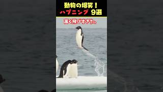 SNSで7.9億回バズった動物ハプニング動画9選！9 Animal Happenings Videos That Got 790 Million Buzz on SNS!#犬#猫#動物#shorts