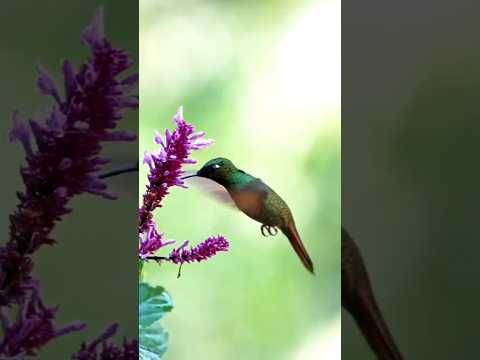 Bird taking  juice from plant #Rufous-tailed hummingbird#birdphotography#shorts#viral#nature#cute