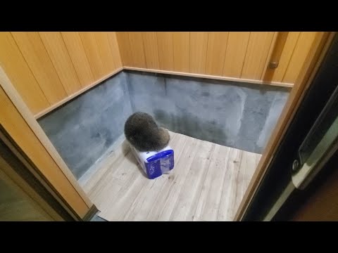 【田舎暮らし】トイレ開けたら謎の毛玉いた