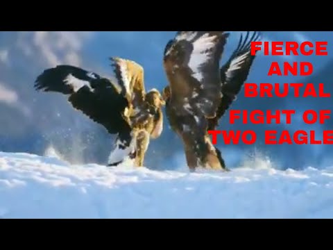 FIERCE AND BRUTAL FIGHT OF TWO EAGLES OVER FOOD/ANIMAL FIGHTS/BBC Earth