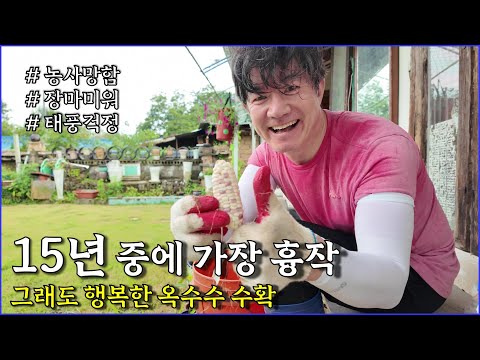 최악의 옥수수 흉년, 장마 피해, 태풍 걱정 / corn farming, typhoon damage, rustic, countryside