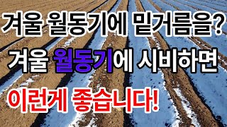 밑거름 파종직전에 하지말고 월동기인 지금 하시는건 어떠신가요?