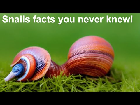 Snails facts you never knew