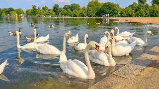 London Royal Parks Summer 2024 🦢 Kensington Gardens to Hyde Park Walk · 4K HDR