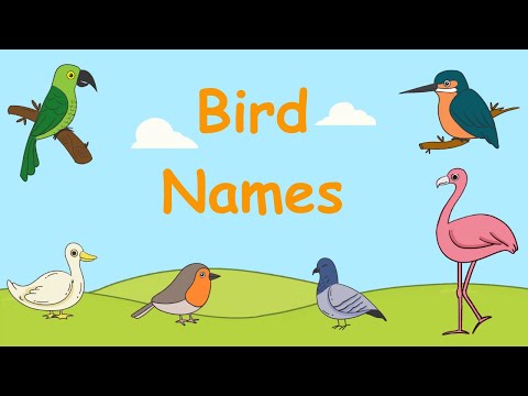 Bird Names For Kids | Bird Song | Learn Bird Names #viralvideo #kidssong #youtubekids #birdnames