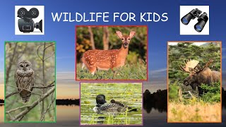 Wildlife For Kids (Fun Animal Facts Educational Video!)