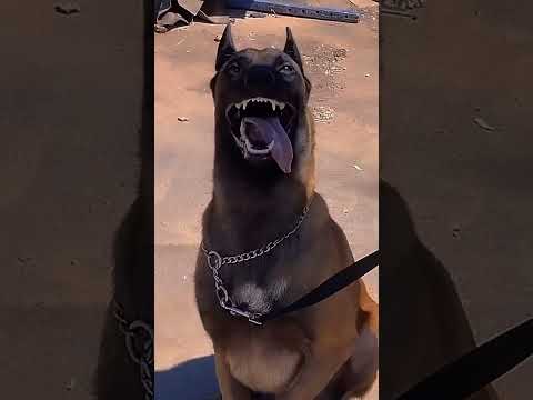 #Dog transformation#shortvideo #viral video