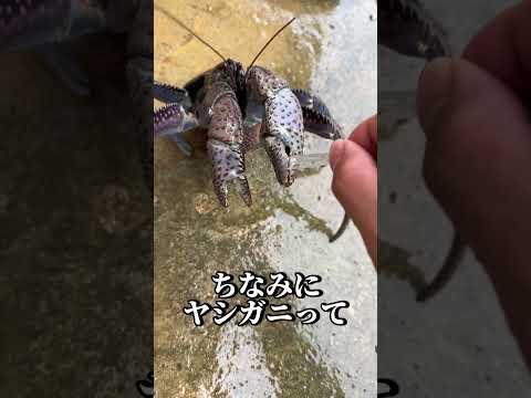 ヤシガニの挟む力が化け物すぎる