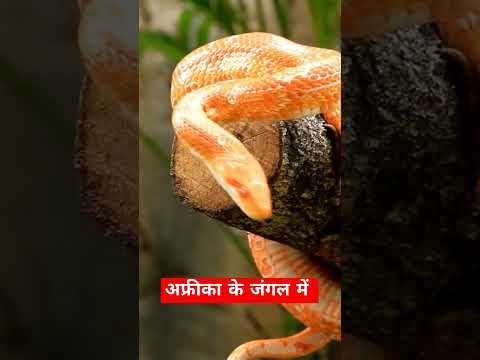 अफ्रीका की जंगल में #wildlife #safarisightings #snake #shorts #ytshort