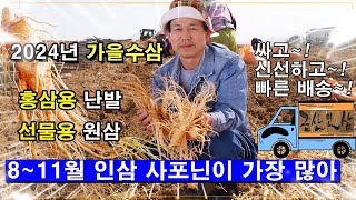 2024 금산 수삼센타 수삼가격과 가을햇삼 판매 시작합니다/추석 수삼 선물세트/진한 홍삼액