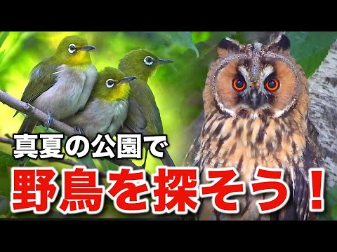 自然の奇跡！トラフズクと小鳥たちが織りなす野鳥の物語～