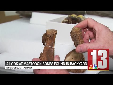 Massive mastodon bones found in New York state mystify museum curator