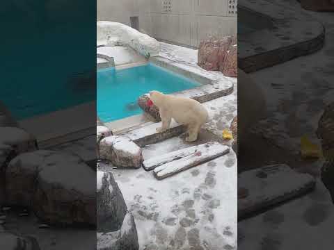 「雪のクマ」見に行ったら桃色咥えて駆け回ってるモモに会えました #ホッキョクグマ #男鹿水族館GAO #男鹿水族館 #浜松市動物園 #モモ