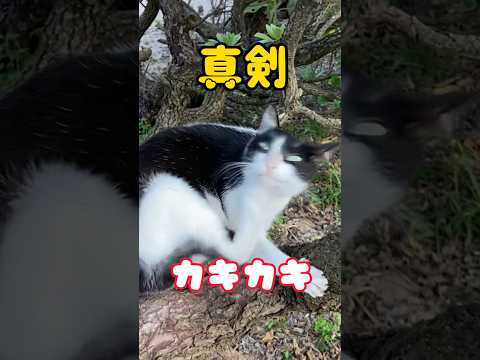 【かゆさレベル120】必死な姿がかわいすぎた#shorts  #猫 #cat