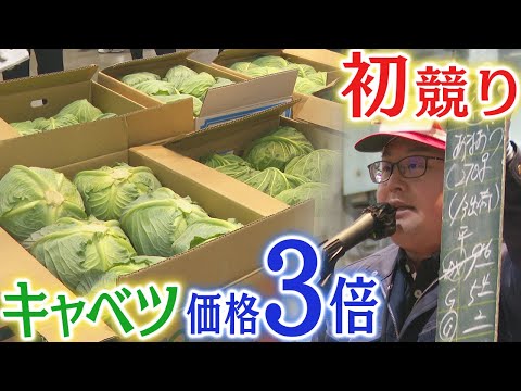 初競り　キャベツの価格は３倍に　福岡