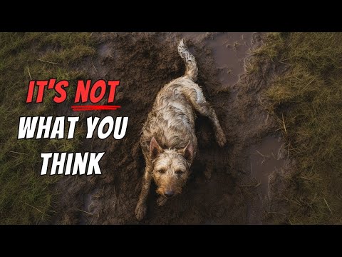 Odd Dog Behaviors (You'll Never Guess the Reasons Why)