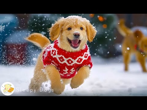 Anti Anxiety Music for Dogs this Holiday: TV for Dogs & Fast-Boredom Busting Videos for Dogs + Music