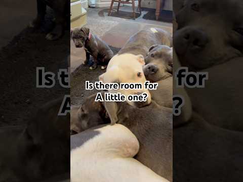 Staffy puppy Mabel squeezes in a bed full of Staffordshire Bull Terriers #dogfamily #staffypuppy