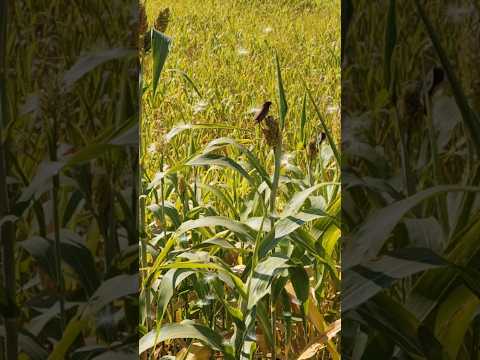 Jowar treat for sparrows 💗✨🐤🐥#shorts#viral#birds#naturevideography#cute