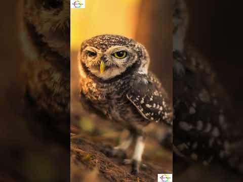 Strange facts about Owls!! #shorts #shortsfeed #weirdanimals #facts #science #sciencefacts # #animal