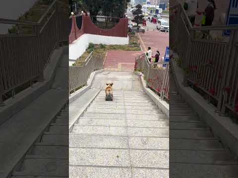 -If you had to rate this performance, what number would you give? #skateboardingdog #corgi