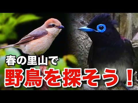 サンコウチョウの水浴びや豊かな野鳥たちを観察しよう！