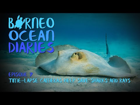 Time-lapse cameras help save Sharks and Rays  [4K] | Borneo Ocean Diaries (S01E07) | SZtv